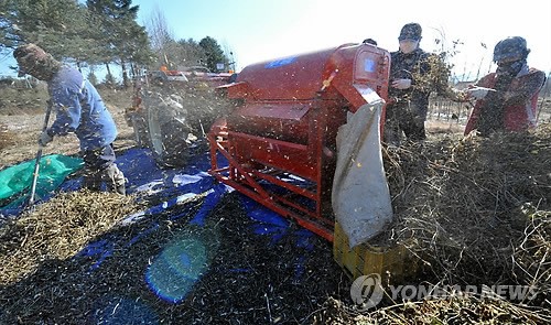 겨울오기 전에…농촌들녘 콩 탈곡 분주