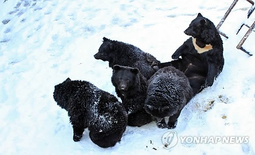 만든곳: Daum 카페: 한국 네티즌본부.