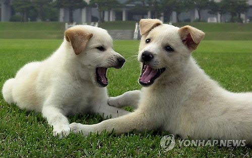 김정일 선물한 풍산개 암수, 노환으로 모두 숨져