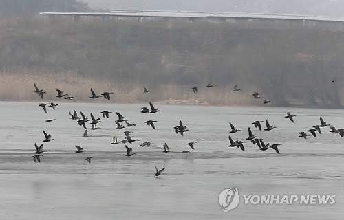 전북 서해안에 눈 예보…철새 이동에 주목