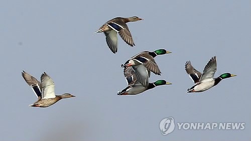 을숙도 청둥오리 비행