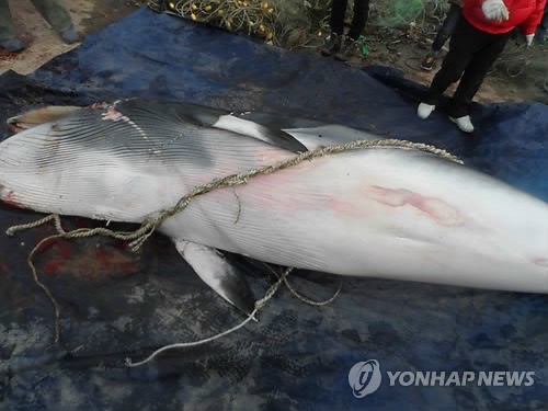 양양 물치 앞바다서 혼획된 밍크고래