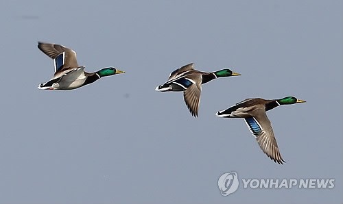 불법개조 총기로 청둥오리 사냥하려던 60대 적발