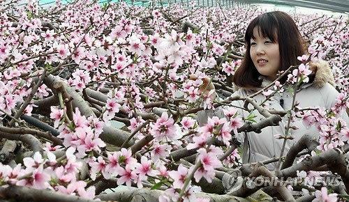복사꽃 향기 속으로