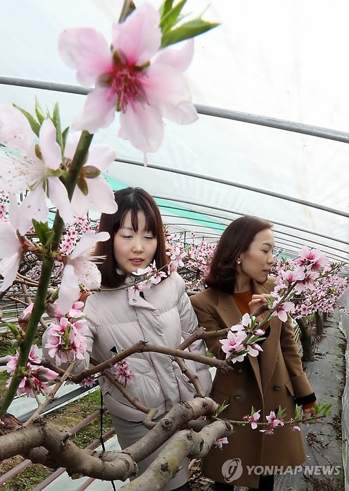 복사꽃 향기 속으로
