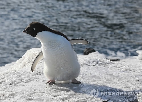 사진이 안보일 때→우측클릭→'사진보기' 클릭, OK. ☞작성: Daum카페: 한국 네티즌본부