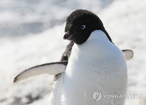 사진이 안보일 때→우측클릭→'사진보기' 클릭, OK. ☞작성: Daum카페: 한국 네티즌본부