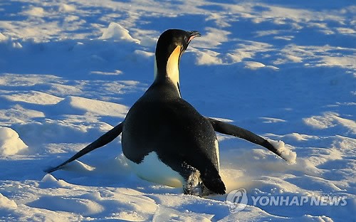 사진이 안보일 때→우측클릭→'사진보기' 클릭, OK. ☞작성: Daum카페: 한국 네티즌본부