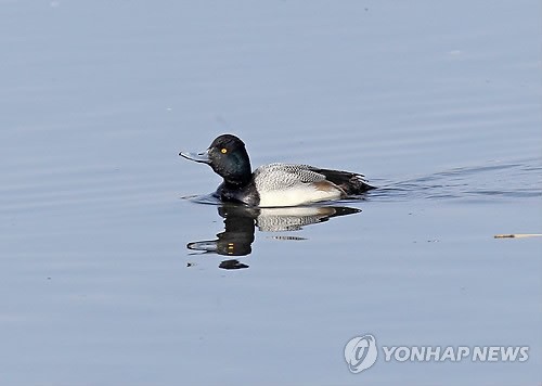 사진이 안보일 때→우측클릭→'사진보기' 클릭, OK. ☞작성: Daum카페: 한국 네티즌본부