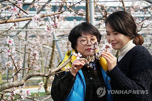 남원시 비닐하우스 재배 복숭아꽃 만개