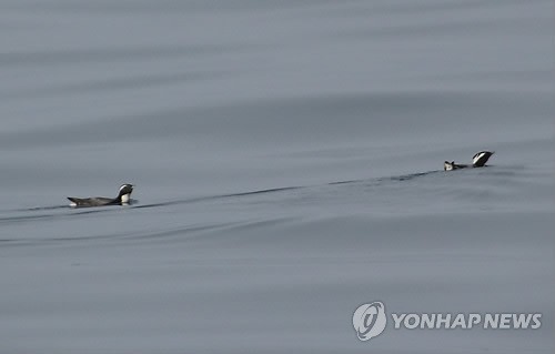 사진이 안보일 때→우측클릭→'사진보기' 클릭, OK. ☞작성: Daum카페: 한국 네티즌본부