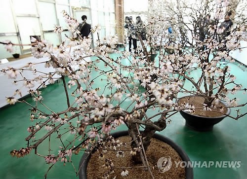 수령 100년된 미선나무의 자태