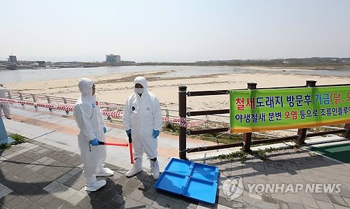 강릉 남대천 철새 분변서 AI 양성…방역작업