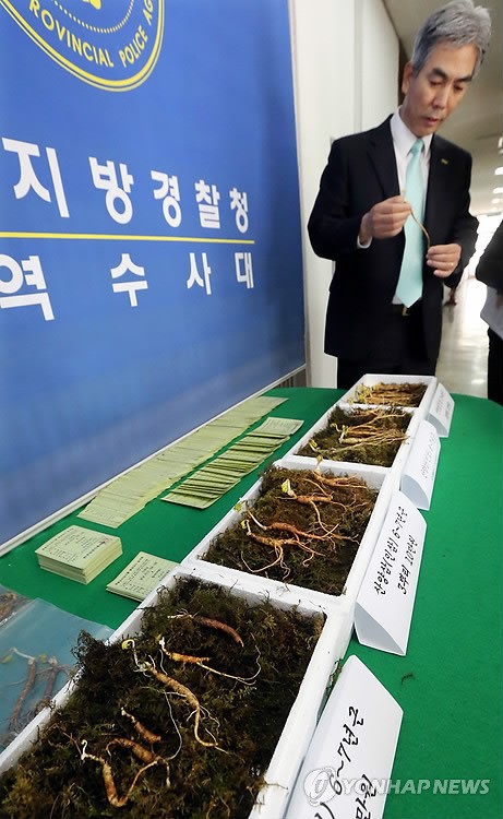 파삼을 산양삼으로 둔갑 함양 재배업자 3명 적발
