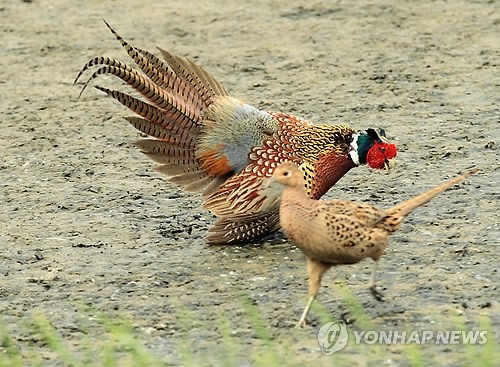 사진이 안보일 때→우측클릭→'사진보기' 클릭, OK. ☞작성: Daum카페: 한국 네티즌본부