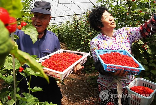 <카메라뉴스> 새콤달콤 산딸기 풍년이예요