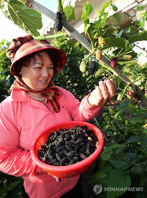 웰빙식품 지리산 오디 수확