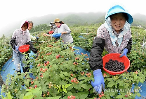 무농약 거창 복분자 맛보세요