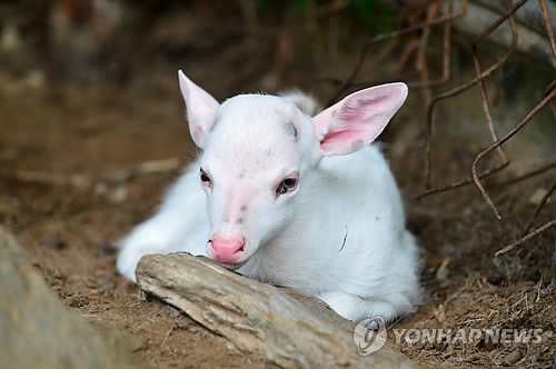 사진이 안보일 때→우측클릭→'사진보기' 클릭, OK. ☞작성: Daum카페: 한국 네티즌본부