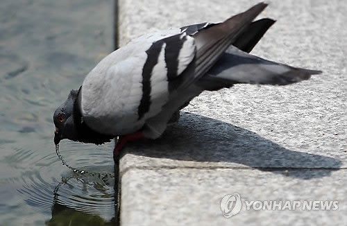 사진이 안보일 때→우측클릭→'사진보기' 클릭, OK. ☞작성: Daum카페: 한국 네티즌본부