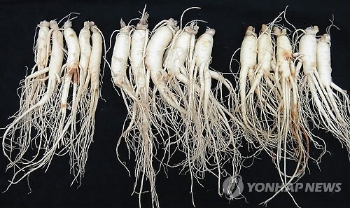 농진청, 병에 강한 신품종 인삼 고원 개발