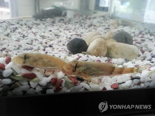 경기도, 멸종위기 고양이 눈 물고기 꾸구리 살리기