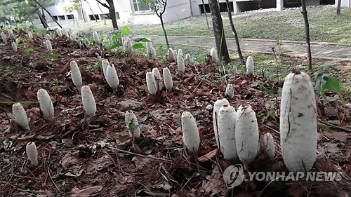 <카메라뉴스> 청주 도심에 군락이룬 먹물버섯