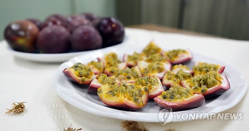 아열대 작물이 뜬다…홍성군 패션후르츠 시험재배