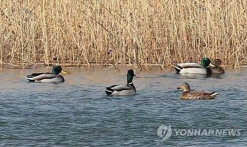 부산서 농약에 청둥오리 50마리 떼죽음