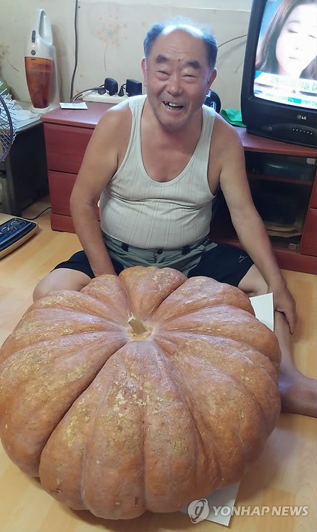 <카메라뉴스> 영덕서 무게 50㎏ 슈퍼호박 수확