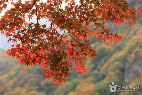 <단풍의 유혹> ③다양한 먹거리·볼거리축제