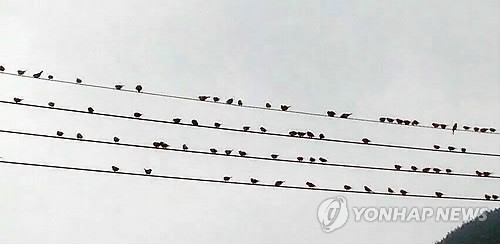 태풍·멧돼지 피해 간 가을 들녘 참새떼 극성