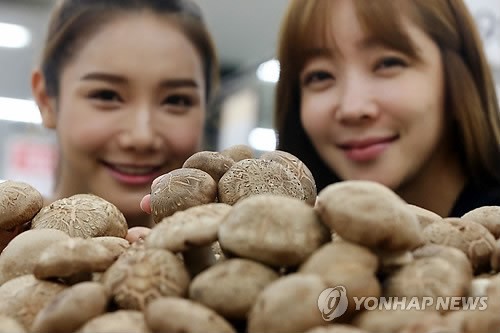 제철맞은 햇 표고버섯