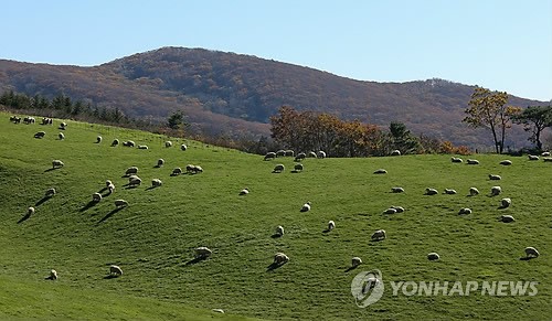 깊어가는 가을…푸른 초원의 양떼