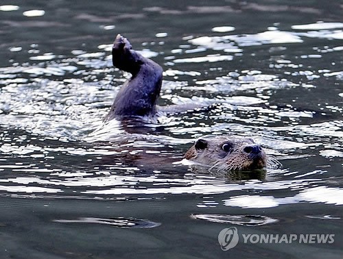 <카메라뉴스> 화천 최전방에 천연기념물 수달 방사