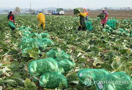김장철 배추 본격 출하작업