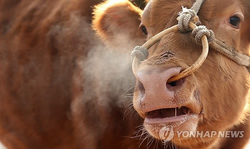 입동, 한우의 입김