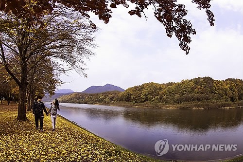 <카메라뉴스> 만추의 영동 송호국민관광지