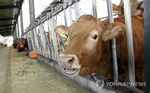 육종 농가에서 사육 중인 횡성 한우