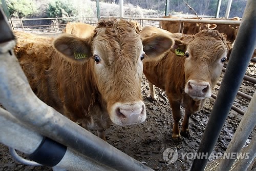 육종 농가에서 사육 중인 횡성 한우