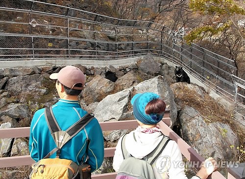 의신베어빌리지 반달가슴곰 일반인 공개