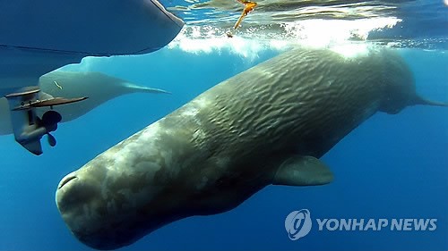 호주 남부 해변서 거대 향유고래 6마리 죽은 채 발견
