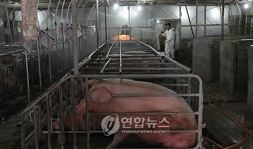 돼지 사육·도축·판매 등 모든 정보 소비자에 공개