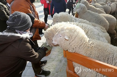 양의 해 앞두고 양 목장 찾은 관광객
