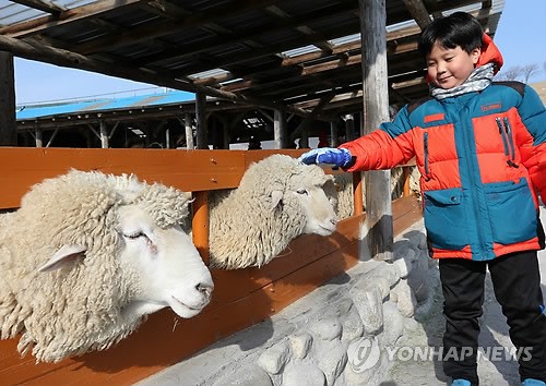 양의 해 앞두고 양 목장 찾은 관광객