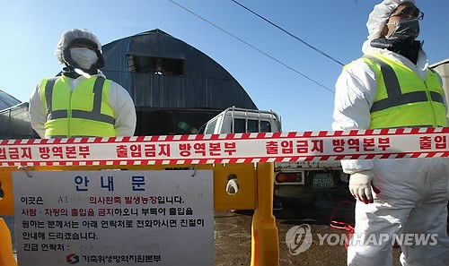 소 구제역 발생한 경기도 안성 죽산면
