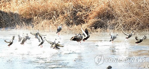 청둥오리 힘찬 비상