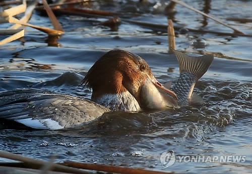 놀라운 비오리의 사냥실력에 입이 쩍