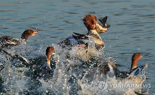 놀라운 비오리의 사냥실력…구경꾼들 감탄