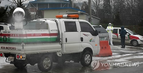 여주 돼지농장 구제역 확진…도내 14번째